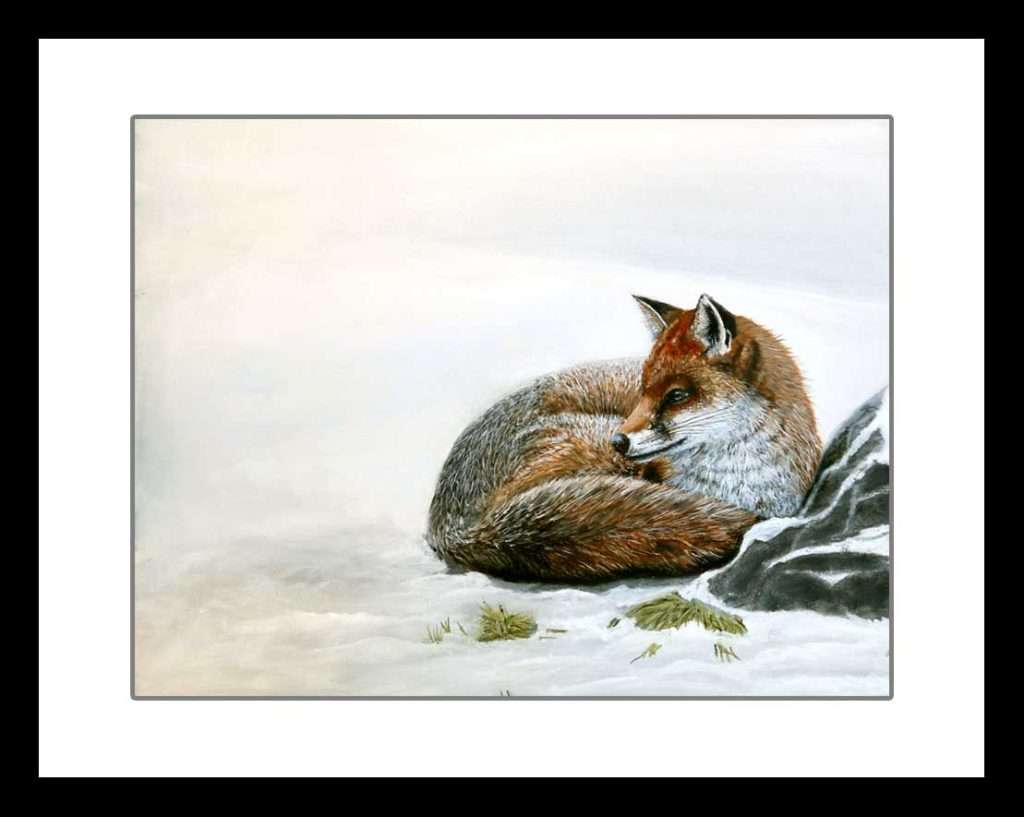 A cold stare (framed)