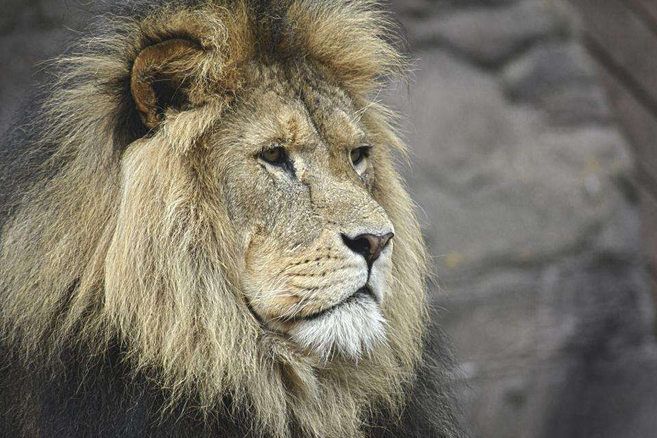 Male Lion