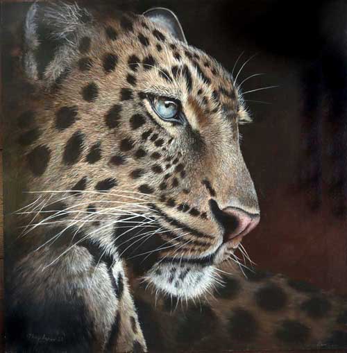 Leopard