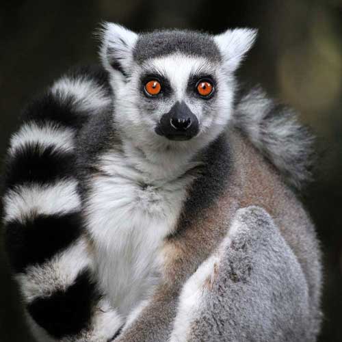 Ring tailed lemur