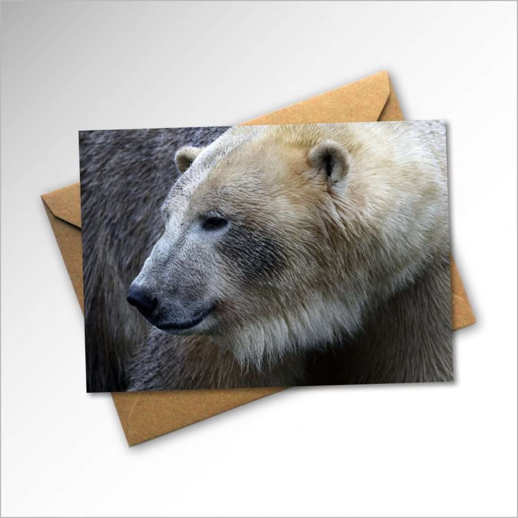 Courage ( Polar Bear )' Card and envelope