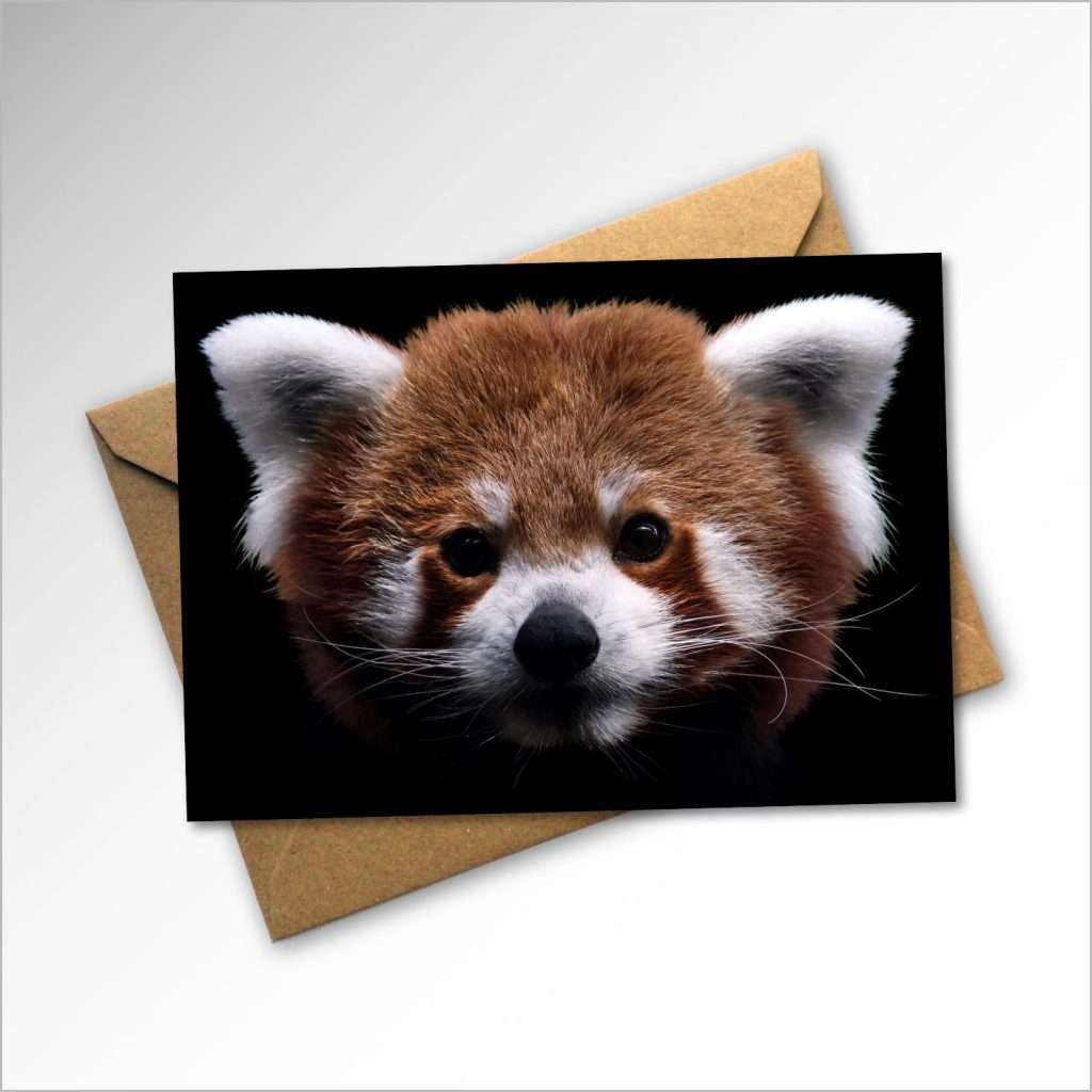 Red-panda-and-envelope