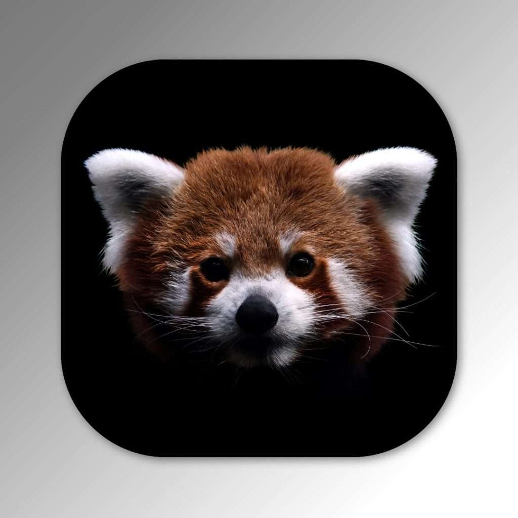 Red Panda coaster image