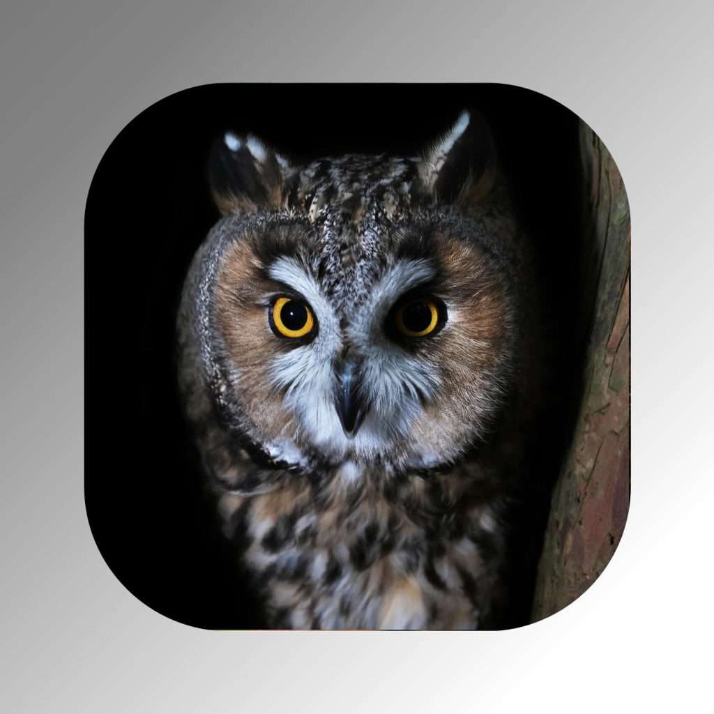 Coaster-Short Eared Owl