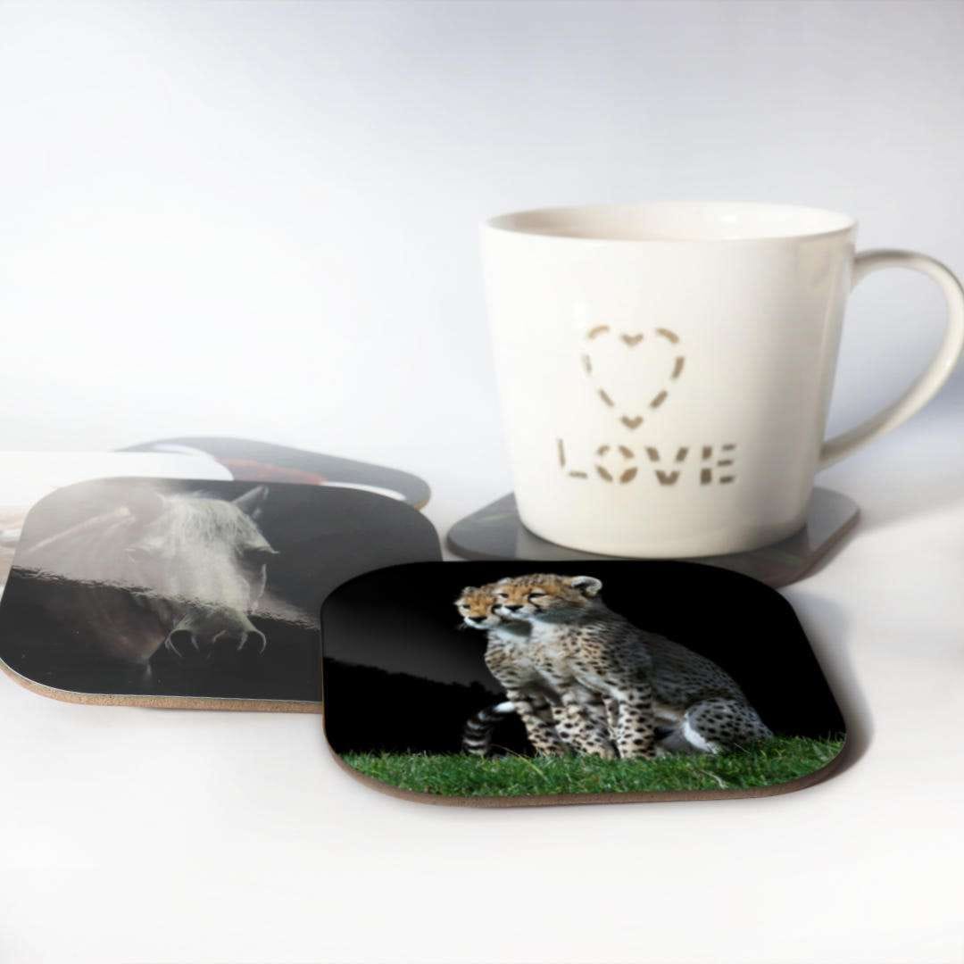 Coaster cheetah cubs