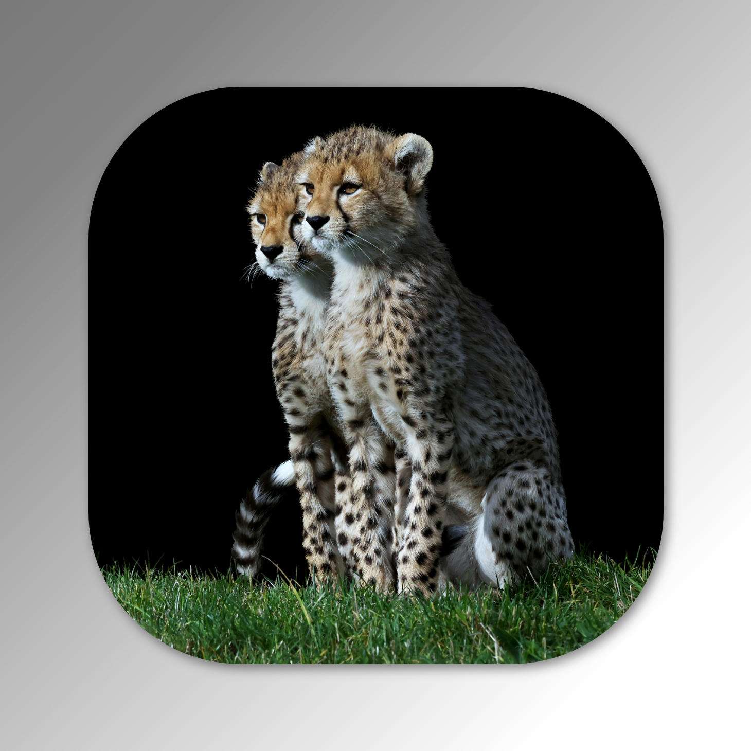 Coaster cheetah cubs