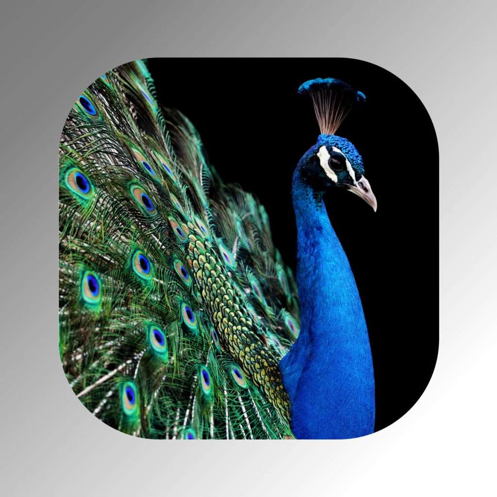 Coaster-web-peacock