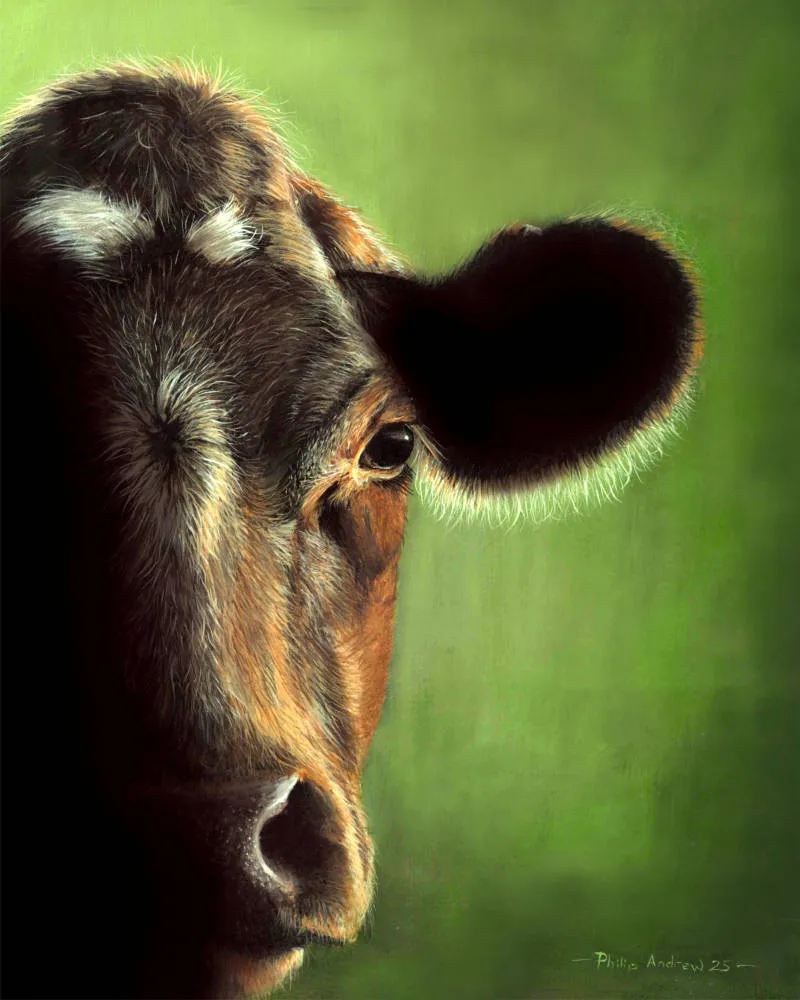 Brown Cow