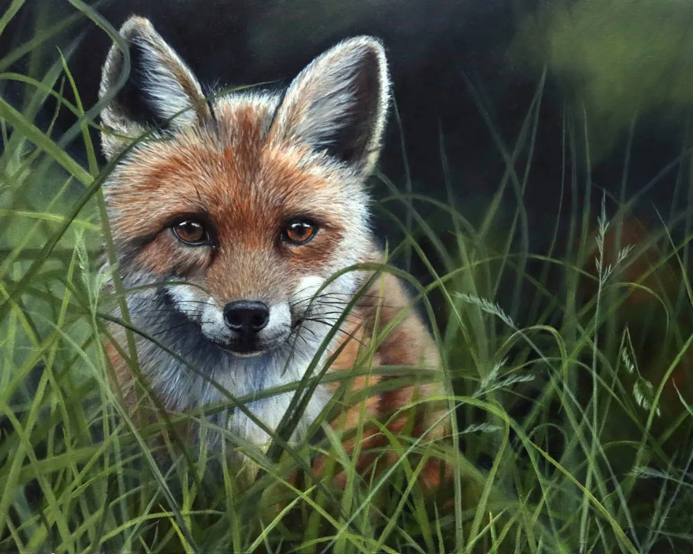 'Fox cub in grass' Print