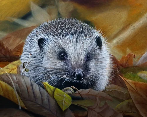 Mr Hedges print